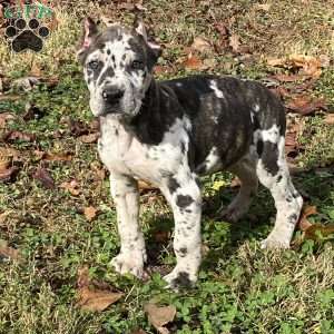 Spotted hot sale cane corso